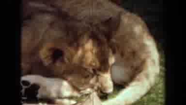 Laguna Hills California USA (1971): Lion Sleeping On Grass And Sea Otter On Rocks