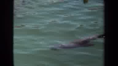 Laguna Hills California USA (1971): Seagull Swimming In Water