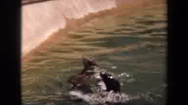 Laguna Hills California USA (1971): A Group Of Five To Seven Captive Seals In A