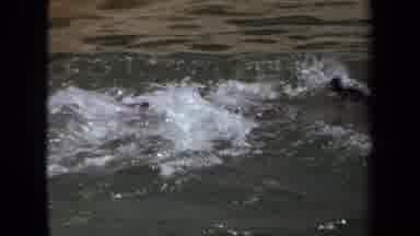Laguna Hills California USA (1971): Lion Cubs Being Pet Near The Water Watching