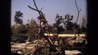 Laguna Hills California USA (1971): Colourful Birds On Stumps By Lake With White