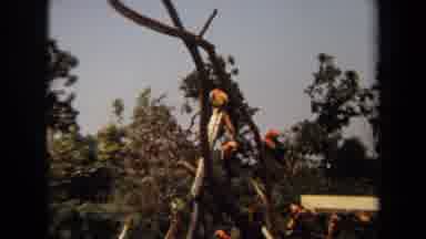 Laguna Hills California USA (1971): Nature Video Of Birds In A Tree