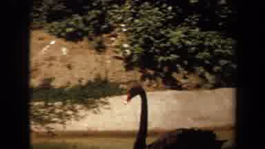 Laguna Hills California USA (1971): A Black Swan Roaming In A Wildlife Sanctuary