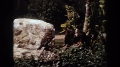 Laguna Hills California USA (1971): Wildlife And Normal People