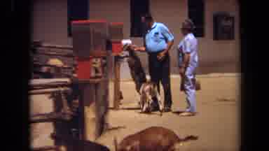 Laguna Hills California USA (1971): Goat Being Fed From Candy Machine By A Man