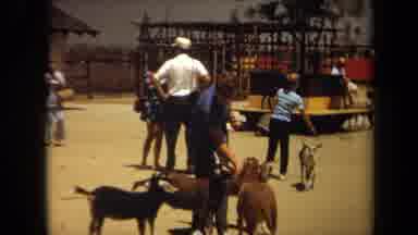 Laguna Hills California USA (1971): Lots Of People Interacting And Feeding Goats