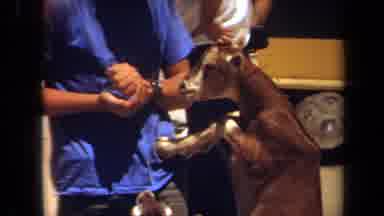 Laguna Hills California USA (1971): The Boy Is Feeding The Animal In A Public