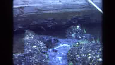 Maine USA (1971): The Water Run