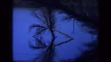 Maine USA (1971): Trees Over A Small Body Of Water Surrounded By Grass