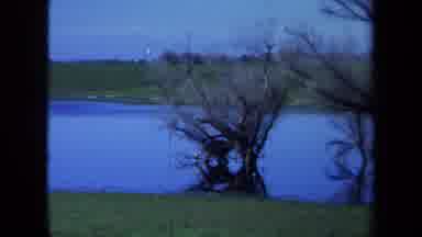 Maine USA (1971): Dead Tree In The Shallow Water Of A Scenic Marshland