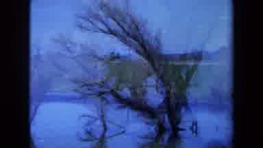 Maine USA (1971): Mildly Flooded Lake With Multiple Trees Growing Out Of It Near A