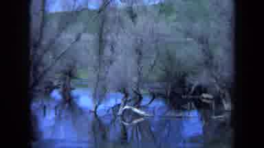 Maine USA (1971): The Bare Tree At The Creek Surrounded By Stale Water On A Gloomy