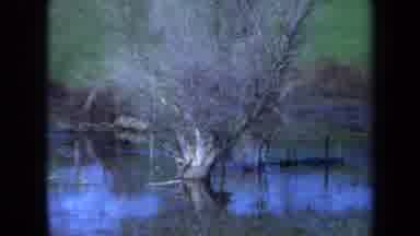 Maine USA (1971): Solitary Tree With No Leaves Growing In The Middle Of A Swamp