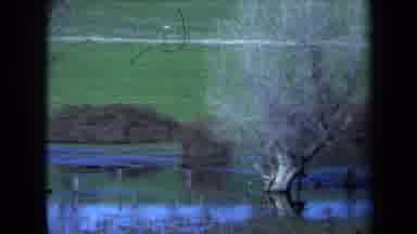 Maine USA (1971): Trees Submerged In Beautiful Lake Surrounded By A Grassy Green