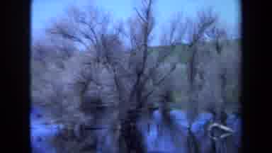 Maine USA (1971): Trees Growing Up Out Of A Lake With A Nice Green Grass Growing