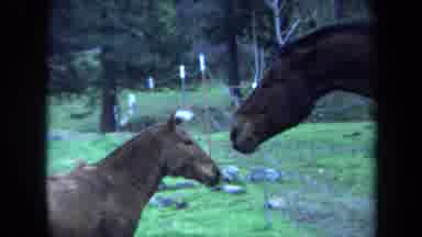 Maine USA (1971): The Horse And The Foal Are Playing Themselves Very Happily
