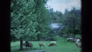 Maine USA (1971): A Herd Of Sheep Grazing A Field