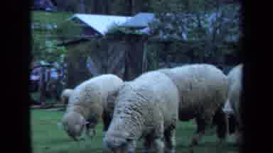 Maine USA (1971): Sheep Wandering About