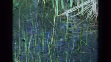 Maine USA (1971): People Filming A Wildlife Animal Near A Pond Or A Lake