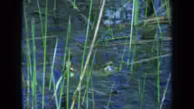 Maine USA (1971): Eyes Of A Crocodile Or Alligator In Water