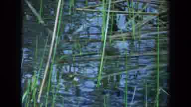 Maine USA (1971): Close-Up Of Swampy Water And Grass Followed By Small Brown Dog