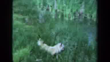 Maine USA (1971): The Happiest Dog Skips In The Meadows