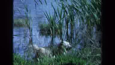 Maine USA (1971): Dog Standing Near A Body Of Water Surrounded By Beautiful Nature
