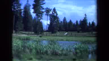 Maine USA (1971): Marshy Area Outside In Nature Under A Blue Sky In A Forest With