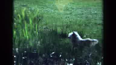 Maine USA (1971): Small White Dog With Long Fur Walks By Pond And Wags Its Tail
