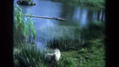 Maine USA (1971): Happy Dog Wagging Its Tail Next To A Blue Pond