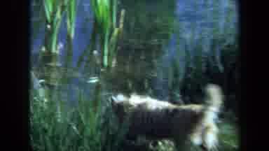 Maine USA (1971): When Great Minds Come Together Even The Dog Has A Grand Time