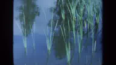 Maine USA (1971): Still Water With Reeds Zooming In And Panning Left Toward