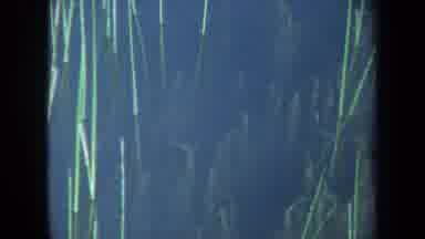 Maine USA (1971): Green Blue Grass Seaweed Twigs Water Lake Ocean Sun Darkness