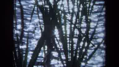 Maine USA (1971): Nature Film With The Sun Glistening Over A Lake With Grass In