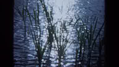 Maine USA (1971): A Pretty View Of The River And A Dog Walking In The River