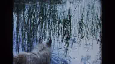 Maine USA (1971): The Dog Search Something At Water Showing Near Grassland
