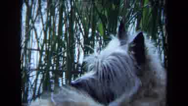 Maine USA (1971): A Dog Observing His Surroundings