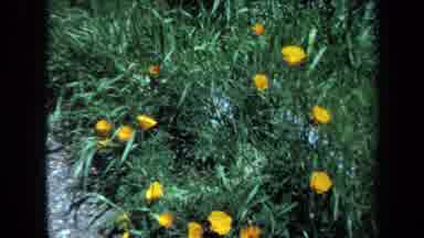Maine USA (1971): Lovely Yellow Flowers Dot The Greenery Of The Spring Time