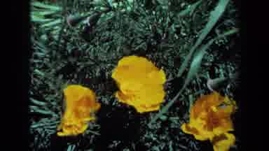 Maine USA (1971): Showing A Beautiful Orange Flower And A Rough Surface Of Some