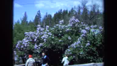 Maine USA (1971): Hiking By Wildflowers