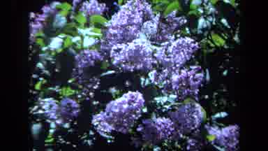 Maine USA (1971): Violet Flowers Bloom On A Plant With Long Green Stalks Bunched