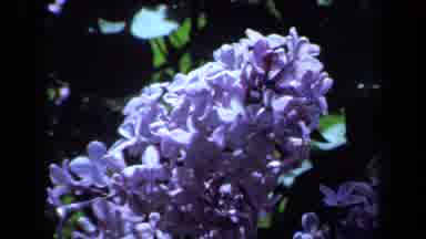 Maine USA (1971): Shot Of Purple And Yellow Flowers As A Man Sits In The