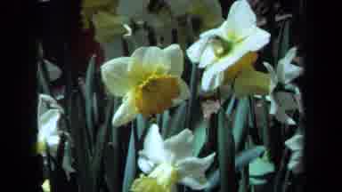 Maine USA (1971): Lovely Pictures Of Daffodils And Red Tulips