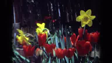 Maine USA (1971): Garden Of Beautiful Colorful Flowers Outside
