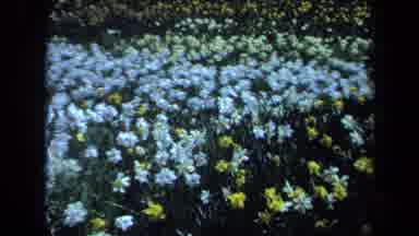 Maine USA (1971): Outside In The Garden Which Is Full Of Flowers Pollen And A