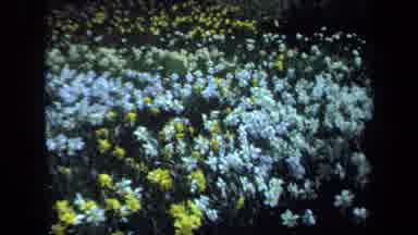 Maine USA (1971): Pretty Field Of Yellow And White Flowers