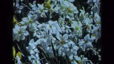 Maine USA (1971): Beautiful White Flowers With People Walking Through A Field Of