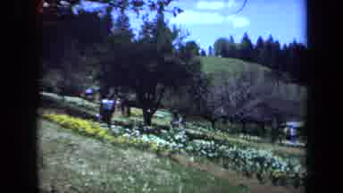 Maine USA (1971): Walking Through A Field Of Flowers On A Sunny Day In The Spring