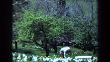 Maine USA (1971): Scenic View Of Flowering Panorama Including Single Woman Tending