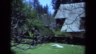 Maine USA (1971): White Peacock Walking Across Enclosure Looking For Food Or Bugs